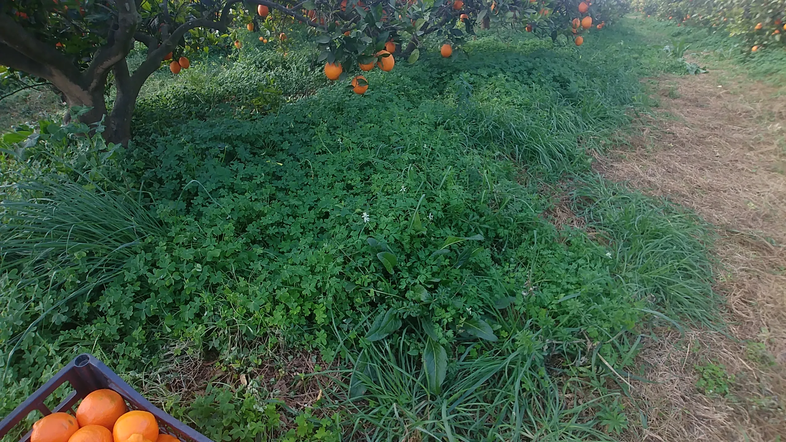 Una caja de naranjas ecológicas lista para ser enviada desde valencia a tu casa